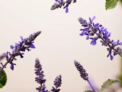 Rituals Cura Del Corpo|Bakuchiol Natural Booster - Body