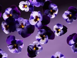 Rituals Cucina|Mani E Piedi|Smooth Violet Hand Wash