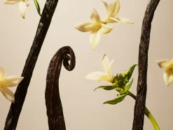 Rituals Bastoncini Profumati|Suede Vanilla Refill Fragrance Sticks